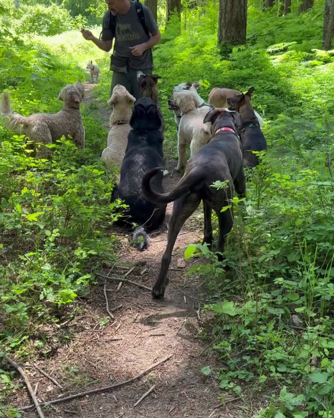 PDX Paws pack out in a field