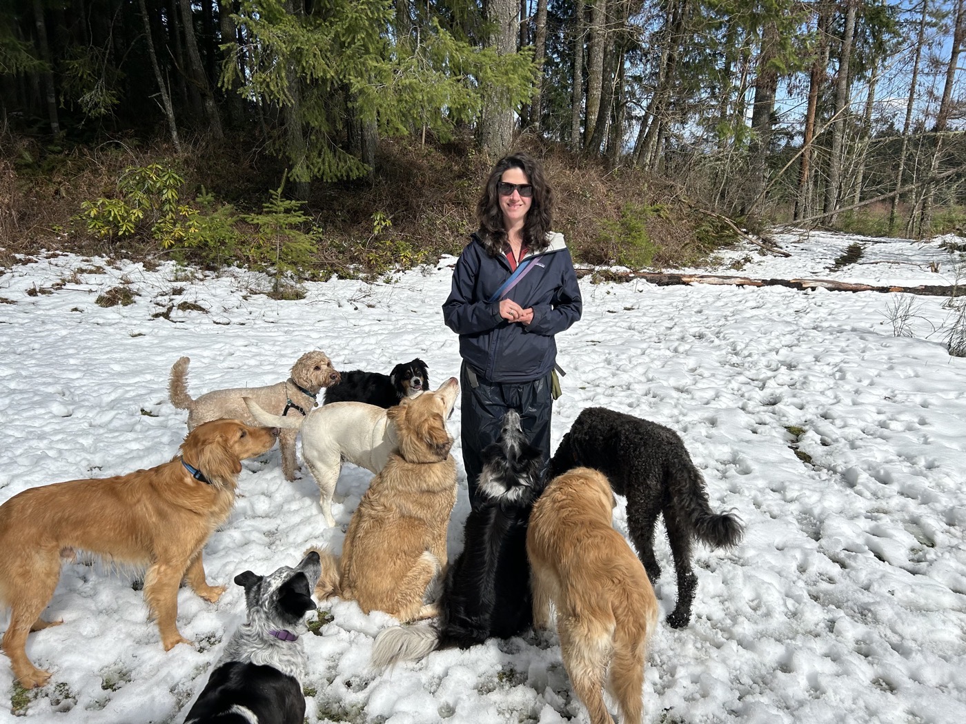 A PDX Paws walker standing in snow with a pack of dogs