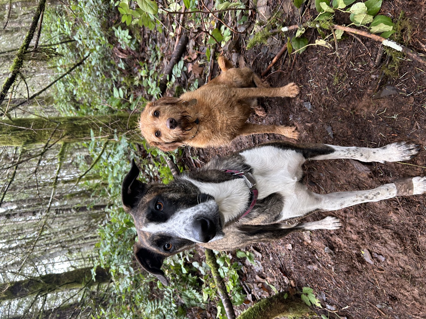 Two pack dogs on a mossy forest trail