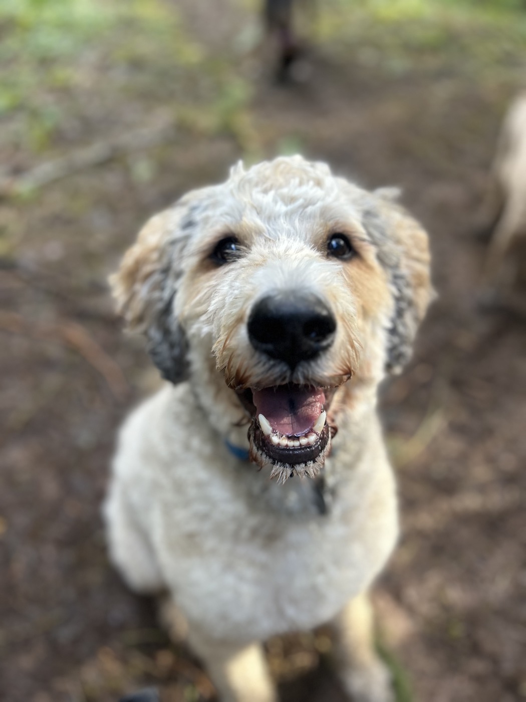 Happy dog on a Portland adventure