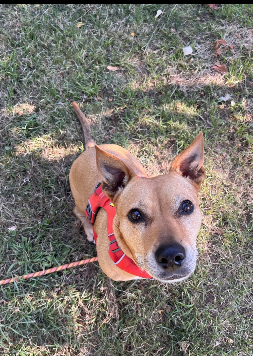 Tan dog looking up from the grass