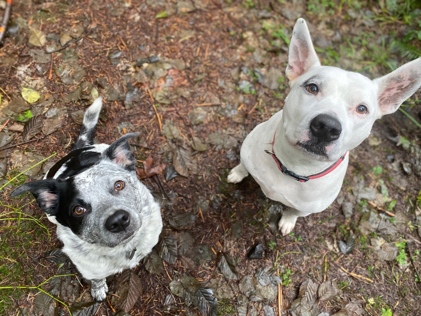 Two dogs looking up from the forest floor