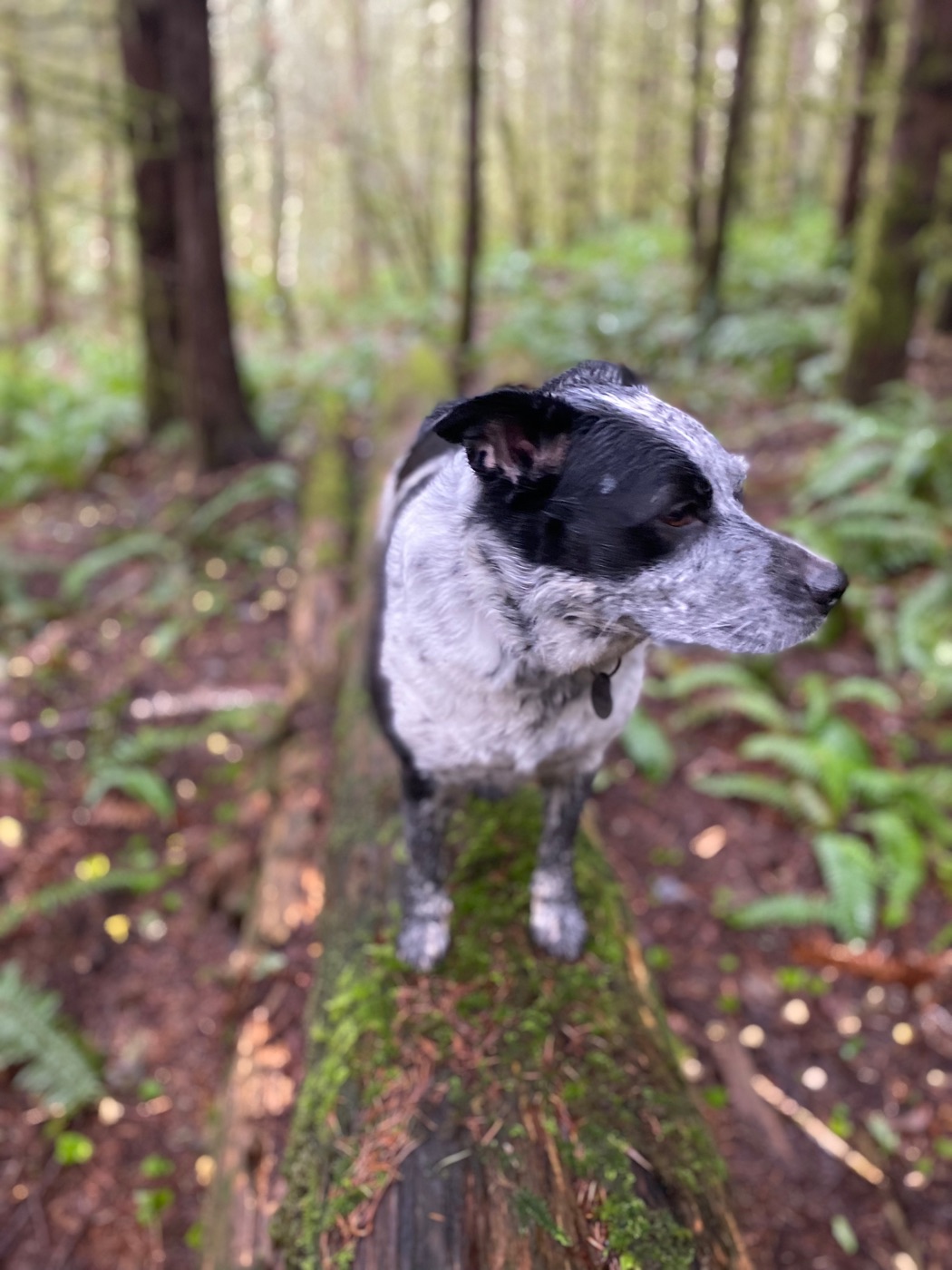 Forest pack hang