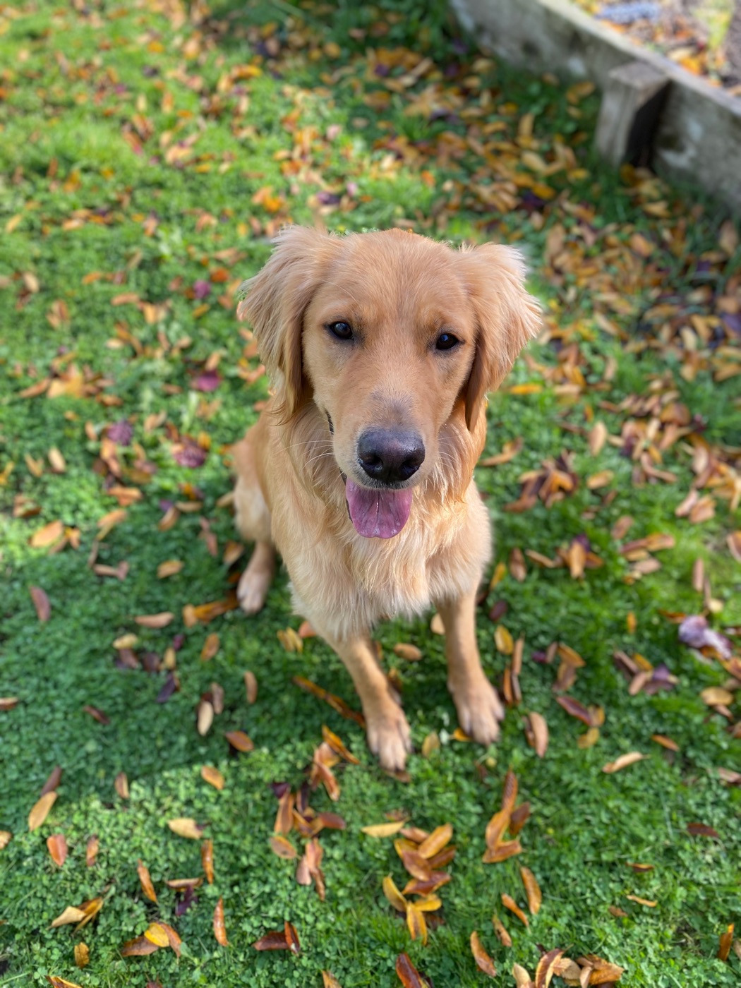 Dogs in the woods