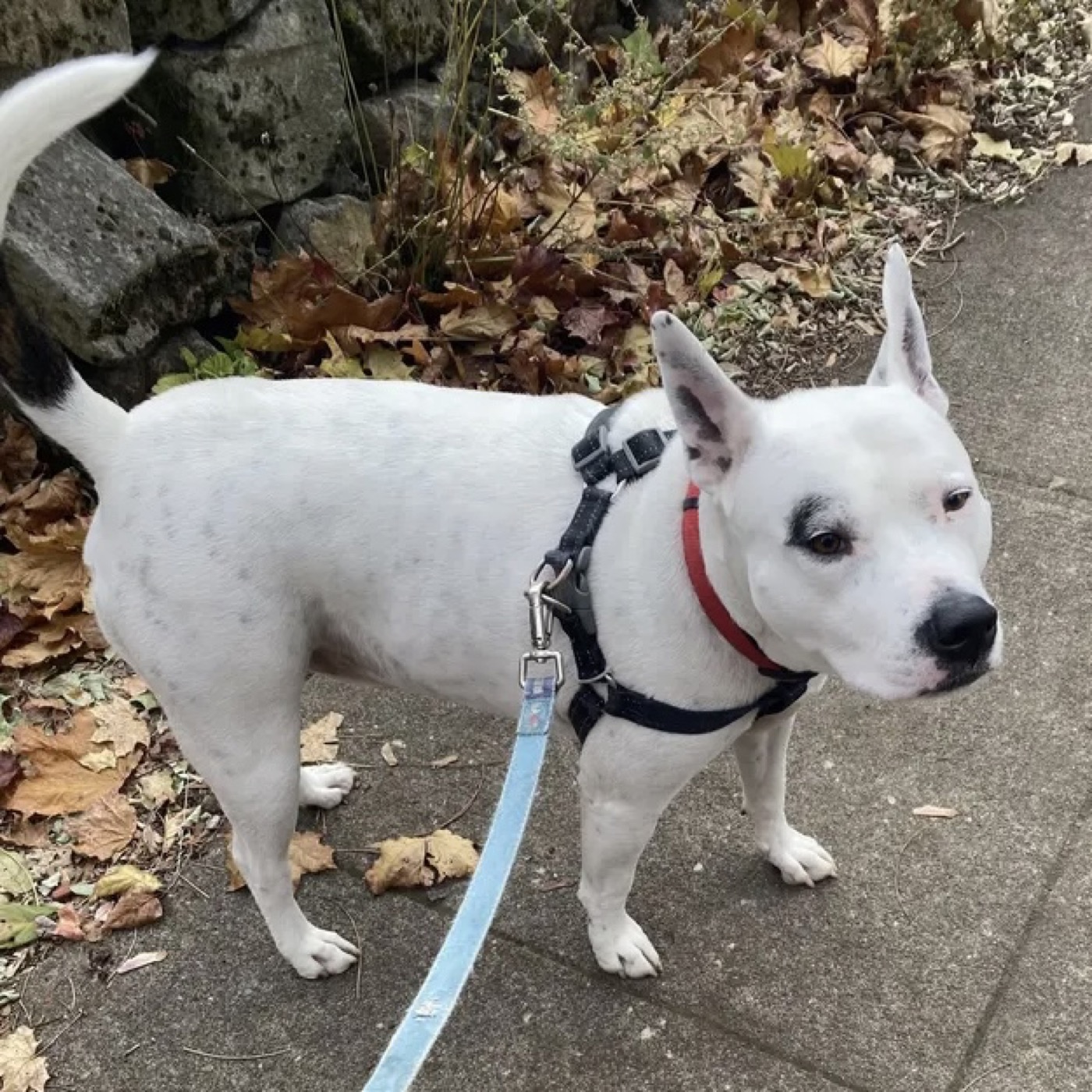 White pup with a black eye patch